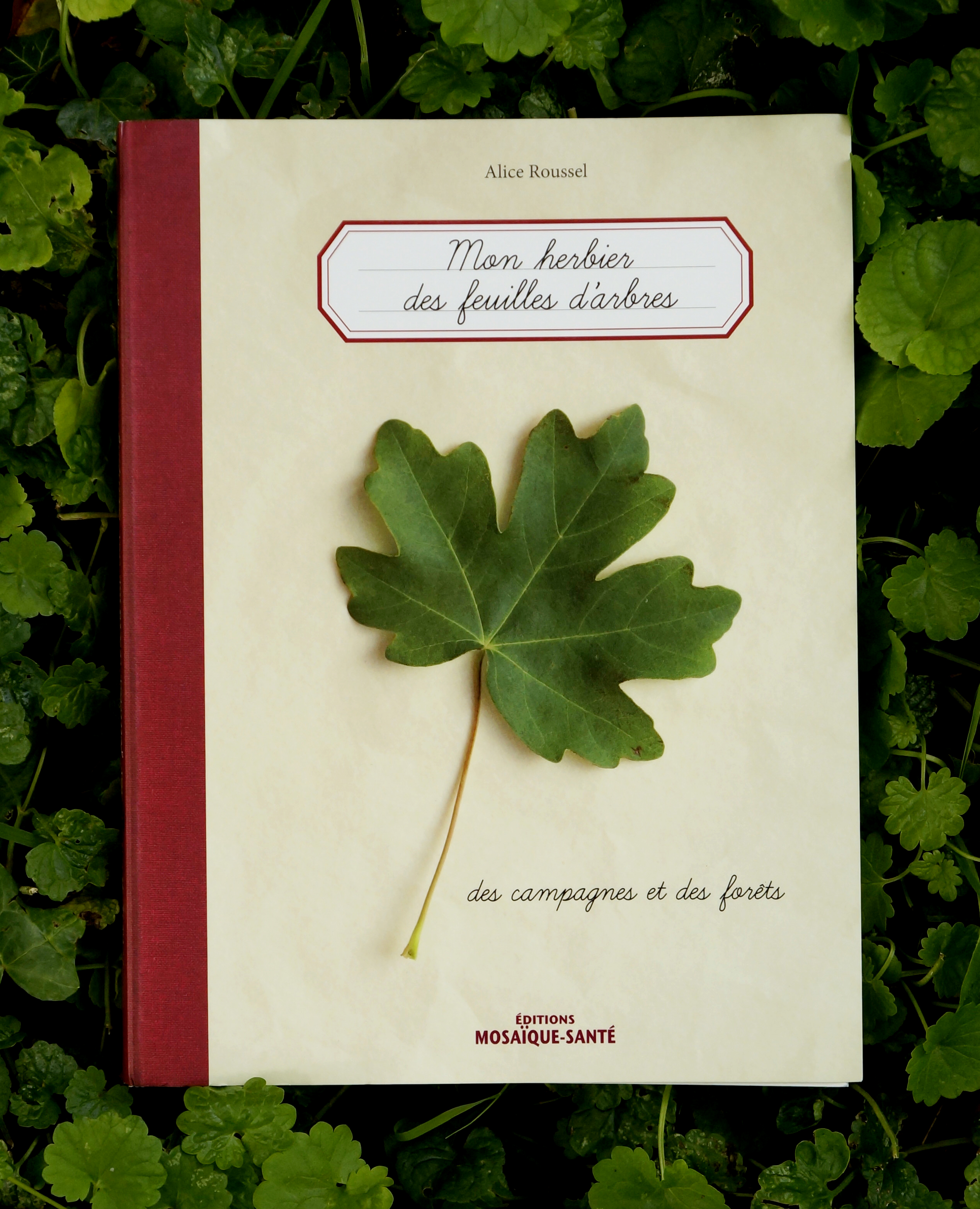 Mon herbier des feuilles d'arbres… des campagnes et des forêts - épuisé -  Editions Mosaïque Santé